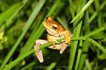 斑腿泛樹蛙（棕樹蛙）- (Polypedates megacephalus)
