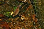 棘胸蛙 (Rana spinosa)
