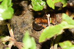 花姬蛙 (Microhyla pulchra )
