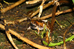 花姬蛙 (Microhyla pulchra )