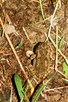 黑眶蟾蜍 (癩蝦蟆) - Duttaphrynus melanostictus