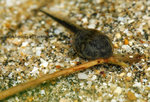 棘胸蛙-蝌蚪 (Rana spinosa)