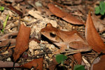 斑腿泛樹蛙（棕樹蛙）- (Polypedates megacephalus)