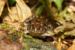 小棘蛙 (Rana exilispinosa)