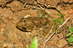 澤蛙（澤陸蛙）(Rana limnocharis)