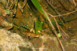 大綠蛙（綠瀑蛙）(Rana livida)