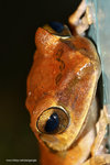 Brown Tree Frog - 斑腿泛樹蛙
