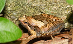 花姬蛙（學名：Microhyla pulchra）