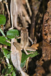俗名：Romer's Tree Frog 盧氏小樹蛙
學名：Liuixalus romeri
棲息地：只在香港出沒（大嶼山、南丫島、蒲台島、赤&#40050;角等地）
繁殖：每年3月至9月，雄性盧氏小樹蛙會在晚上或陰天聚集在水邊，發出像蟋蟀叫聲的高音調吸引異性。雌性憑叫聲揀選伴侶後，便會與雄性雙雙跳進水裡交配。