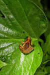 花姬蛙（學名：Microhyla pulchra）