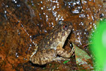小棘蛙（學名：Quasipaa exilispinosa）為蛙科Quasipaa屬的兩棲動物，是中國的特有物種。分布於福建、湖南、廣西等地。該物種的模式產地在福建戴雲山。