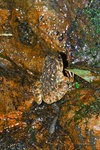 小棘蛙（學名：Quasipaa exilispinosa）為蛙科Quasipaa屬的兩棲動物，是中國的特有物種。分布於福建、湖南、廣西等地。該物種的模式產地在福建戴雲山。
