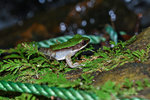 大綠蛙（綠瀑蛙）(Rana livida)