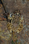 小棘蛙 (Rana exilispinosa)