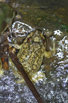 小棘蛙 - Quasipaa exilispinosa
