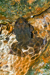 棘胸蛙 (Rana spinosa)