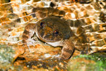 棘胸蛙 - Quasipaa spinosa