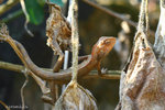 IMG_0237-37