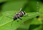 IMG_1801-01
