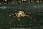 IMG_3562-62