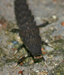 IMG_8986-86