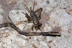 IMG_9918-18