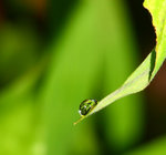 大埔滘(松仔園)拍攝