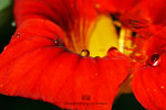 IMG_1091-91