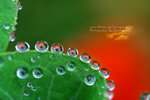 IMG_1873-73