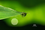 IMG_7495-95