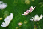 IMG_7498-98