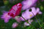 IMG_7500-00