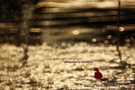IMG_8735-35