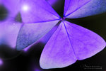 IMG_2651a