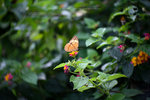 IMG_8090