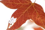 20051225_11