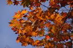 20061101_253