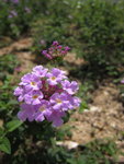 IMG_0001_6