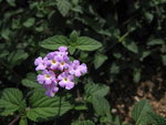 IMG_0002_2