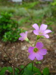 IMG_0002_3
