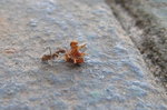 IMG_0655i