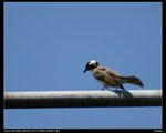 IMG_3734i