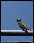 IMG_3735i