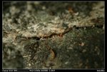 IMG_0011