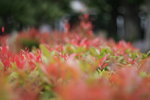 _MG_6721