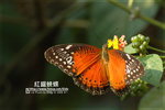 紅鋸蛺蝶