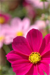 花花世界