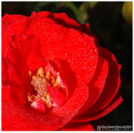 花花世界
