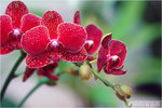 花花世界