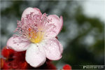 花花世界